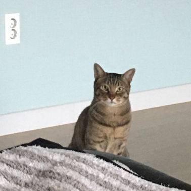나를 바라보는 호두